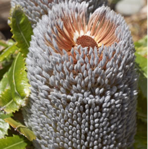 BANKSIA SERRATA - Garden Express